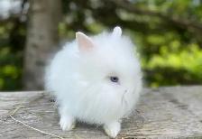 Sweet Little Bunnies Ready To Go! - Photo 2