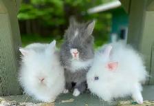 Sweet Little Bunnies Ready To Go! - Photo 4