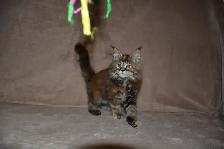 MAINE COON KITTENS, PUREBRED - Photo 9