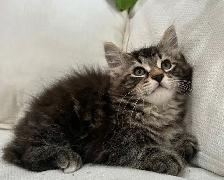 Chaton Sibérien Hypoallergene - Photo 4