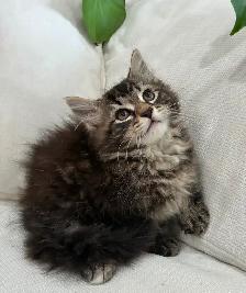 Chaton Sibérien Hypoallergene - Photo 5