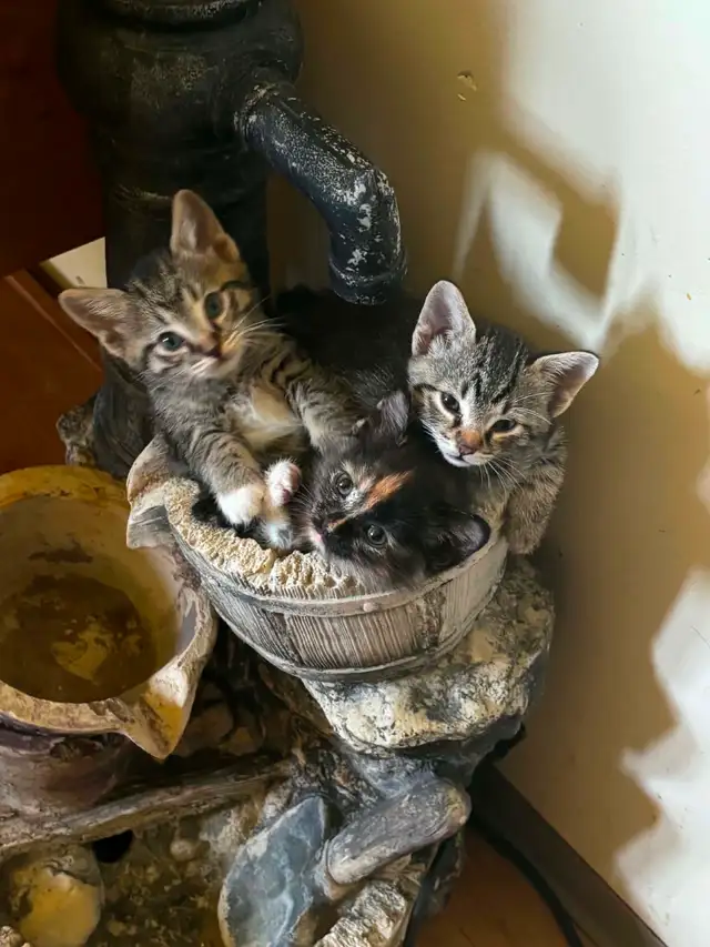 3 cute kittens & a momma cat to give away