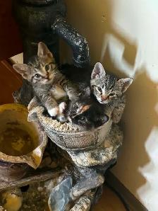 3 cute kittens & a momma cat to give away