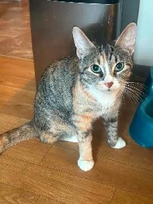 3 cute kittens & a momma cat to give away - Photo 2