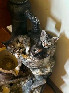 3 cute kittens & a momma cat to give away - Photo 3