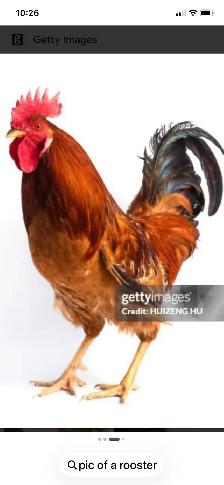 Roosters