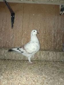 Pigeons à vendre