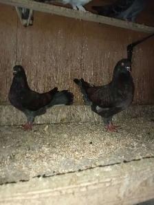 Pigeons à vendre - Photo 3