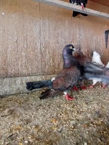 Pigeons à vendre - Photo 7