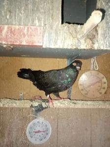 Pigeons à vendre - Photo 8