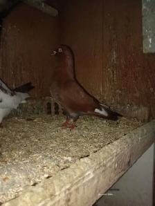 Pigeons à vendre - Photo 9