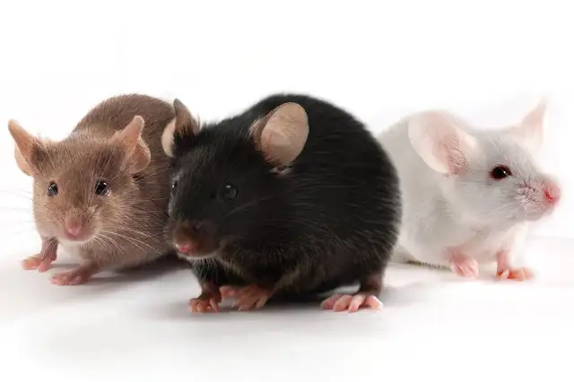 Downsize rats and Mice Colonies