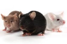 Downsize rats and Mice Colonies