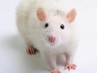 Downsize rats and Mice Colonies - Photo 2