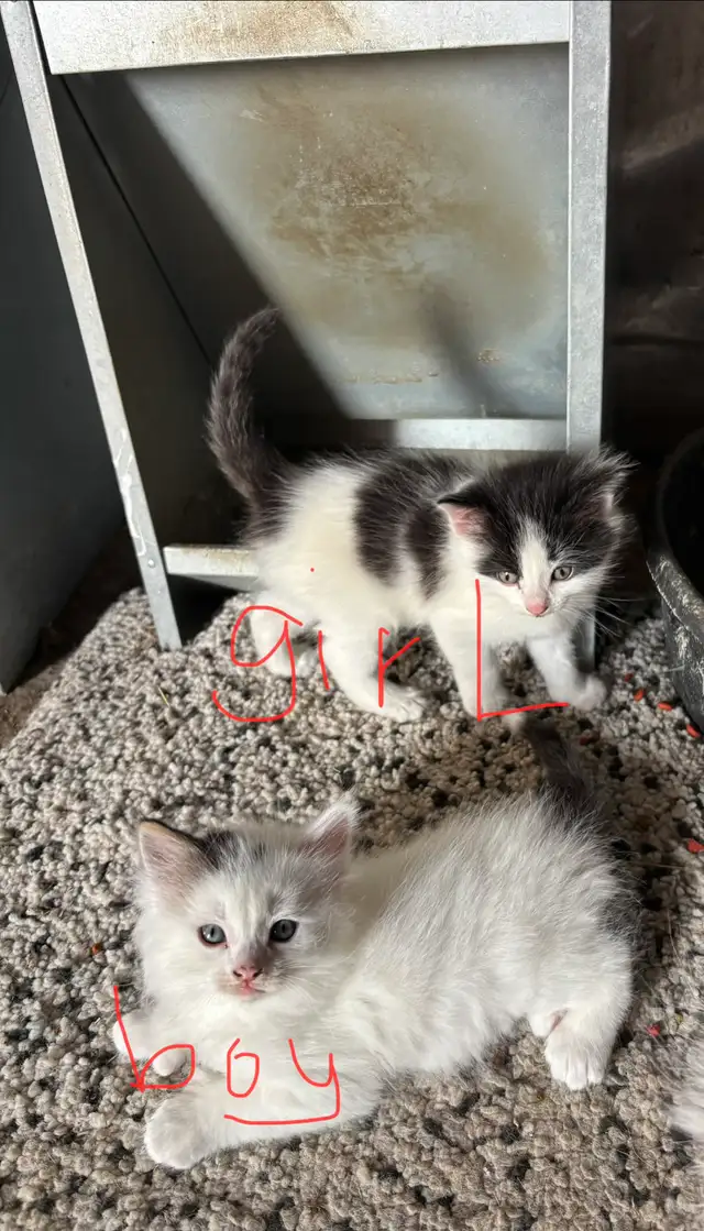 Free kittens
