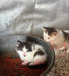 Free kittens - Photo 2