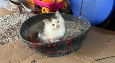 Free kittens - Photo 3