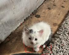 Free kittens - Photo 4