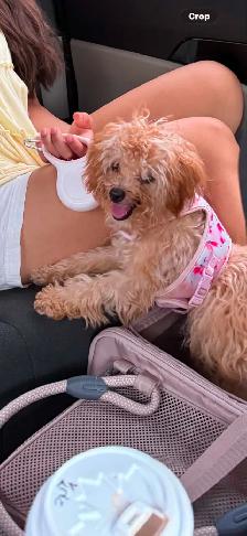 Toy Poodle for Sale