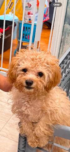 Toy Poodle for Sale - Photo 2