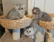 British Longhaired Chinchilla kittens- Ready for new  - Aug 20