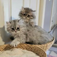 British Longhaired Chinchilla kittens- Ready for new  - Aug 20 - Photo 2