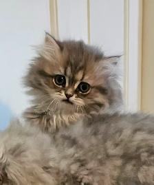 British Longhaired Chinchilla kittens- Ready for new  - Aug 20 - Photo 3