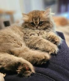 British Longhaired Chinchilla kittens- Ready for new  - Aug 20 - Photo 5