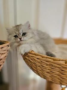 British Longhaired Chinchilla kittens- Ready for new  - Aug 20 - Photo 7