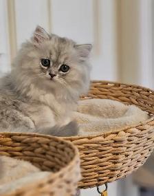 British Longhaired Chinchilla kittens- Ready for new  - Aug 20 - Photo 8