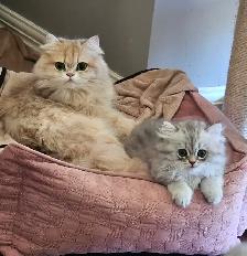 British Longhaired Chinchilla kittens- Ready for new  - Aug 20 - Photo 9