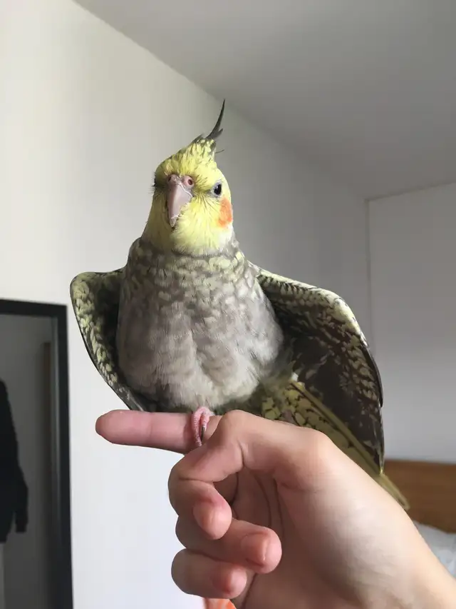 If you have unwanted birds I can give them a loving home