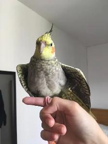 If you have unwanted birds I can give them a loving home