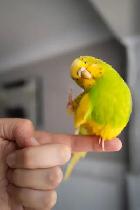 If you have unwanted birds I can give them a loving home - Photo 2