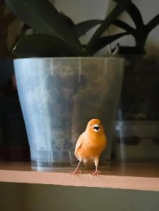 If you have unwanted birds I can give them a loving home - Photo 3