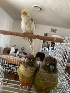 If you have unwanted birds I can give them a loving home - Photo 4