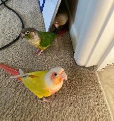 If you have unwanted birds I can give them a loving home - Photo 5