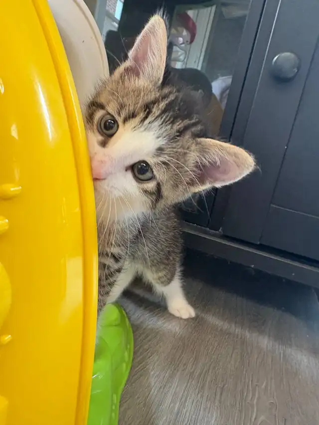 Adorable Kittens Looking for Their Forever Homes! ❤️