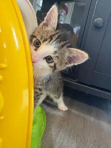 Adorable Kittens Looking for Their Forever Homes! ❤️