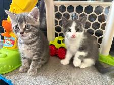 Adorable Kittens Looking for Their Forever Homes! ❤️ - Photo 2