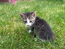 Adorable Kittens Looking for Their Forever Homes! ❤️ - Photo 3