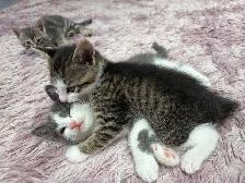 Adorable Kittens Looking for Their Forever Homes! ❤️ - Photo 4