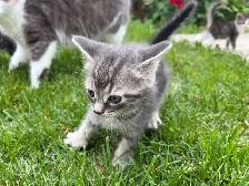 Adorable Kittens Looking for Their Forever Homes! ❤️ - Photo 5