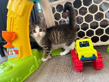 Adorable Kittens Looking for Their Forever Homes! ❤️ - Photo 6