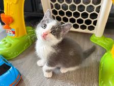 Adorable Kittens Looking for Their Forever Homes! ❤️ - Photo 7