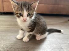 Adorable Kittens Looking for Their Forever Homes! ❤️ - Photo 8