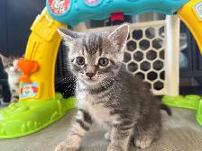 Adorable Kittens Looking for Their Forever Homes! ❤️ - Photo 9