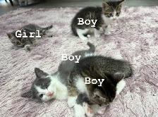 Adorable Kittens Looking for Their Forever Homes! ❤️ - Photo 10