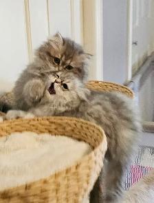 British LH Chinchilla kittens ready for new  -August  2026- - Photo 2