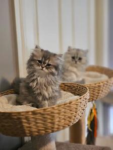 British LH Chinchilla kittens ready for new  -August  2026- - Photo 6